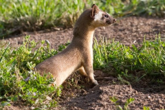 Weasel